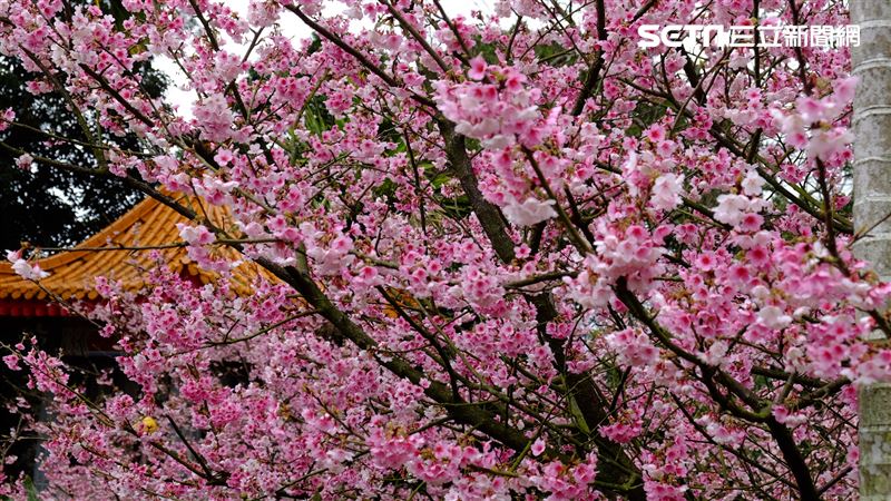 新北秘境／都市小仙境！賞櫻不必遠尋