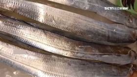 白帶魚　資料照