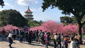 淡水天元宮湧賞花人潮引防疫隱憂（1）淡水無極天元宮是北部賞櫻勝地，近來櫻花盛開湧入賞花人潮，引來防疫破口的隱憂，廟方呼籲民眾不要再來了，若一定要來就請全程戴口罩。（新北市景觀處提供）中央社記者王鴻國傳真　110年2月4日