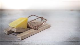 -老鼠-（圖／pixabay）