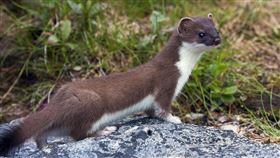 ▲黃鼠狼。（圖／翻攝自pixabay）