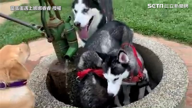 二哈無視水源 水流滿地才願喝