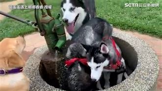 二哈無視水源 水流滿地才願喝