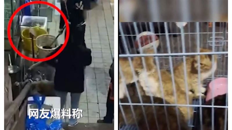 另類野味？中國市場見活貓宰殺網怒了
