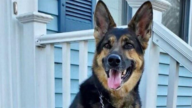 見主人突倒地…牧羊犬這樣做感動眾人