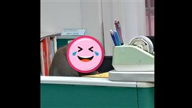 中山大學,台灣獼猴,工讀生,辦公室,辦公,窗戶,寒假