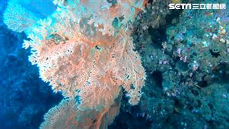三仙台驚見大海扇珊瑚群　潛水新祕境