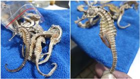 朋友送整袋「海馬」他嚇問怎麼煮？老饕曝解答：晚上並棒叫（圖／翻攝自廚藝公社）