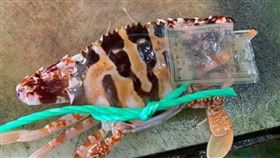 花蟹,身分證,基隆,（圖／陳信助授權提供）