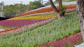 粉色大亂鬥！一篇蒐羅台北市最佳賞櫻點　必訪台版富良野（圖／翻攝自台北市工務局網站）