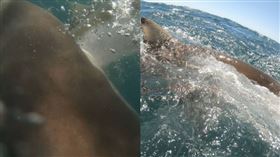 男魚叉捕青魽！鯊魚「搶下」遭拖20公尺深（圖／翻攝自jahmon_wilson IG）