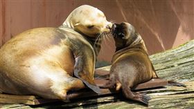 海獅（圖／翻攝自pixabay）
