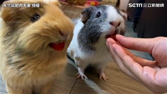 實錄天竺鼠各種叫聲！吃番茄模樣超萌