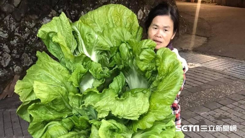 阿嬤種的長年菜「比人還大」萬人跪了