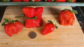 大湖草莓 產季 8公分蝴蝶草莓。(圖／翻攝畫面)