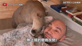 美洲獅叫醒主人超萌感　狂磨蹭如家貓