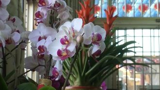 紫南宮借還金客　敬獻花卉單日破百盆