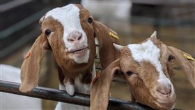 出租山羊視訊 英國農場 Zoom會議(圖／Cronkshaw Fold Farm and Study Centre授權使用)