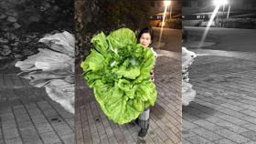 長年菜、刈菜（圖／翻攝自爆廢1公社)