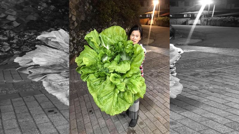 種出超級巨無霸刈菜　網驚：超浮誇！