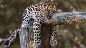 印度一隻豹和狗對峙7小時，結果驚人。（圖／pixabay）