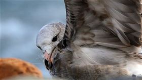 黑尾鷗（圖／莊姓鳥友提供）