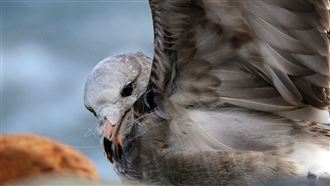 太心痛！黑尾鷗遭釣魚線緊纏困恐餓死