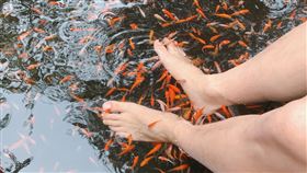 溫泉魚,魚療,魚吃腳,泡腳（示意圖／資料照）