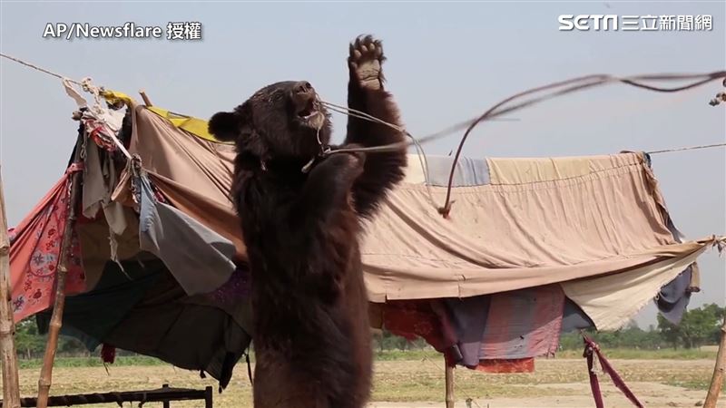 黑熊遭野外偷獵  淪跳舞熊取悅人類