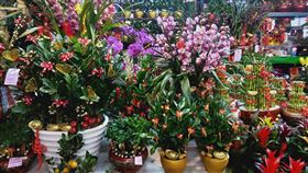 搶年節商機　板橋花市延長營業時間板橋花市為搶年節商機，即日起到10日延長營業到晚上10時，今年各花卉漲幅不大，蘭花、百合、銀柳等過年應景花卉買氣夯，歡迎民眾趁早選購。（農業局提供）中央社記者王鴻國傳真　110年2月7日