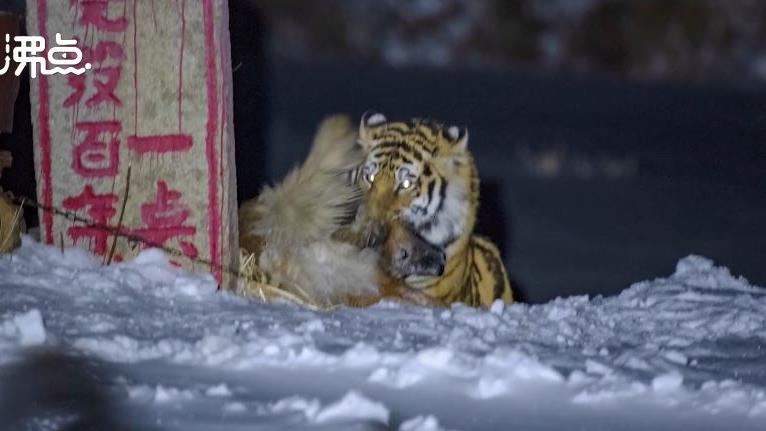老虎半夜突闖　他看門狗一秒慘成獵物