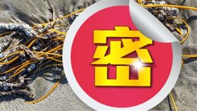 海灘出現數團「黃色塑膠繩」，蕾貝卡湊近才發現是一種叫做「海鞭」的生物。（圖／翻攝Padre Island National Seashore臉書）