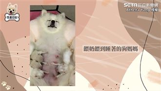 親手接生4博美寶寶　狗媽累翻睡著