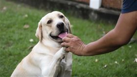 寵物訓練師以1:63奪得冠軍，也就是每一個寵物訓練師在平台內隨時都有63個工作機會，是目前平台內最搶手的達人。