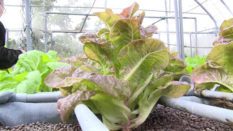 母肺腺癌離世　他有感推「魚菜共生」