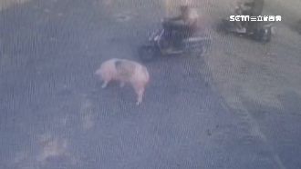 疑車斗沒關好　2百公斤豬跳車逛大街