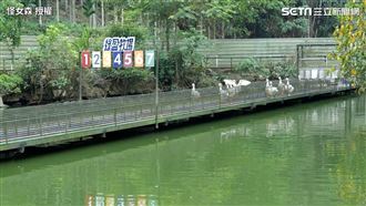 50元玩遍牧場！白鵝狂衝成最萌賽事