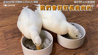 2鴨狂吃活跳蝦！嘴速如機關槍網看傻