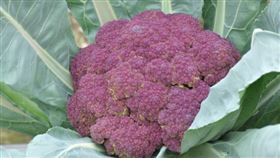紫色花椰菜(圖/翻攝自農委會官網)