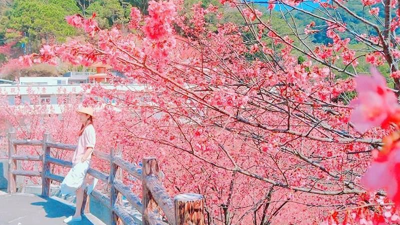 2021全台8大賞櫻熱點浪漫來襲！