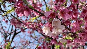 賞櫻想避開平菁街42巷人潮？這裡有條櫻木花廊（圖／翻攝自北市府官網）
