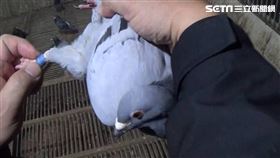 台北市刑大破獲擄鴿集團，還救出身價百萬元的名鴿。（圖／翻攝畫面）