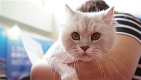 貓、狗、2016台北春季世貿三館寵物展（圖／攝影林敬旻）