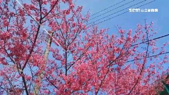 走春攻略！屏東部落賞櫻　新秘境曝光