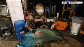 全台剩不到20尾！龍王鯛、曲紋唇魚、蘇眉魚
圖／翻攝畫面