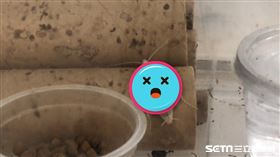 滅蟑／記者張雅筑攝