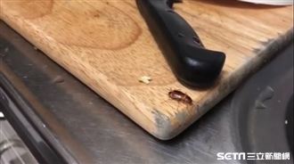 專家曝滅蟑秘訣　「家裡一年不見牠」