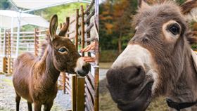 斑比山丘新成員迷你驢。（圖／園區提供）