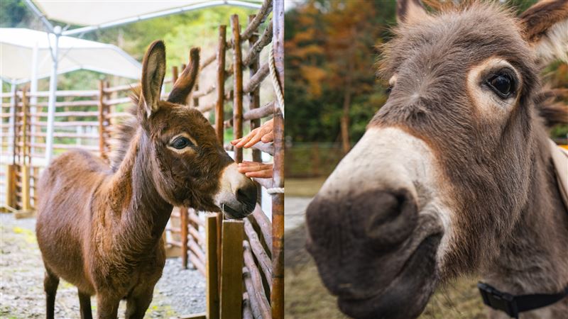台版小奈良迎新成員　迷你驢超萌見客