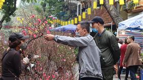 桃花點點慶新年越南民眾過年喜歡在家中擺桃花，據說可以招好運。圖為越南民眾在街頭購買桃花、詢價。中央社記者陳家倫河內攝  110年2月10日